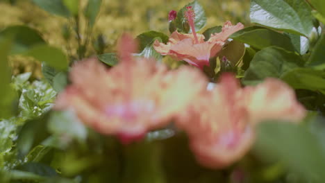 red flowers outdoors