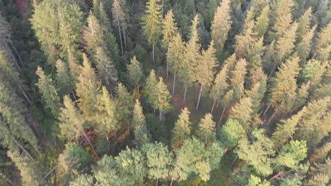 Pine-Forest,-Lumber,-Timber,-Endless-Horizon:-Drone-Overhead-Aerial-Shot