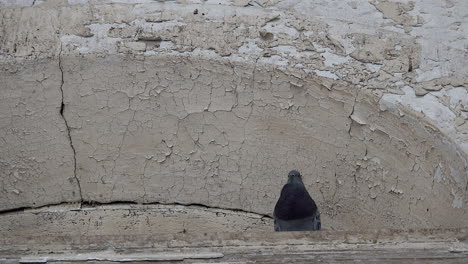 Pigeon-coos-under-arch-with-cracked-paint