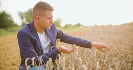 wheat grains in farmer hands agriculture 7