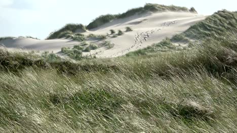 dunas de arena con hierba de dunas en el viento del mar del norte, dunas de senderismo, protección de diques, sondervig, jutlandia, dinamarca, 4k