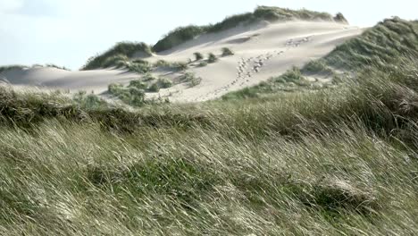 sand dunes with dune grass in the wind of the north sea, hiking dunes, dike protection, sondervig, jutland, denmark, 4k