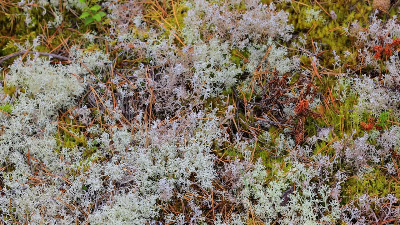 cladonia rangiferina, también conocida como liquen de copa de reno.