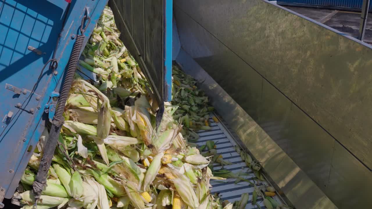 트럭에서 옥수수를 풀고 가공 시설에 탑재하는 모습, 식품 생산과 농업 운영의 운송, 로딩 장비 및 물류를 보여줍니다.