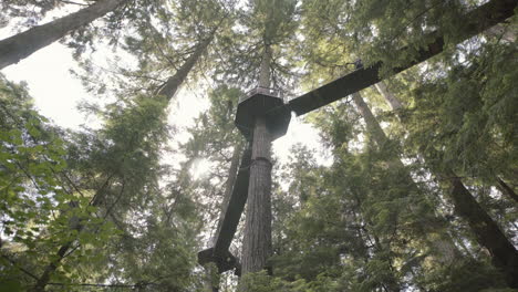 wide shot treetop adventure bridges in forest, variation