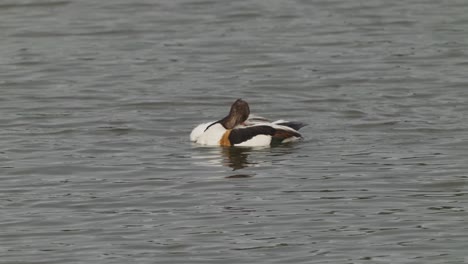 shelduck cleaning itself while dipped in the placid waters of texel island, netherlands