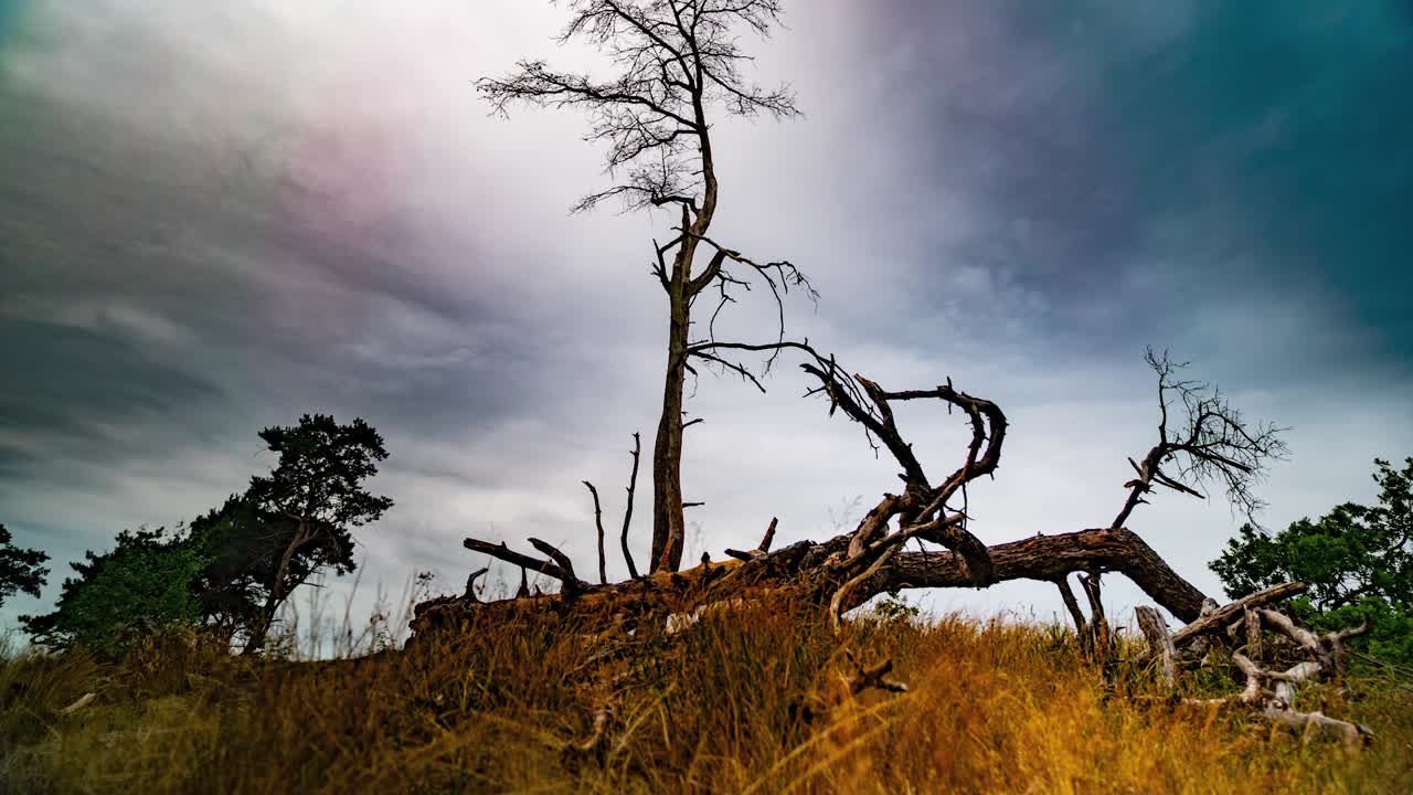 Nuvole tempestose che scorrono sopra alberi secchi in Belgio, ripresa in timelapse.