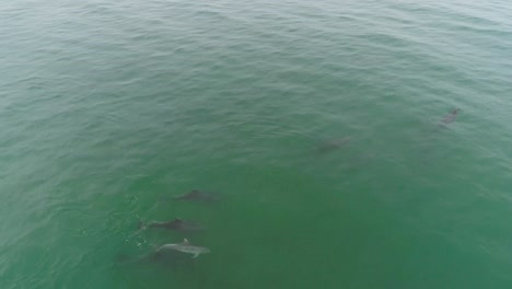 antena sobre delfines nadando en el hermoso agua verde del océano cerca de malibu california 1