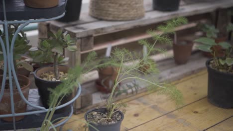 green tropical plants and foliage in a greenhouse