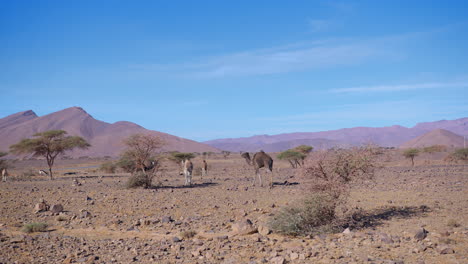 Dromedarios-En-El-Sáhara-Occidental,-Mauritania-Y-Marruecos