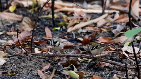 The-Forest-Wagtail-is-a-passerine-bird-foraging-on-branches,-forest-grounds,-tail-wagging-constantly-sideways