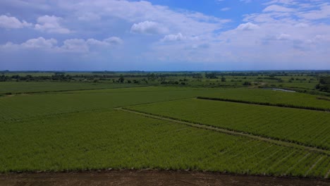 Aerial-Flying-Over-Fresh-Sugar-Cane-Field