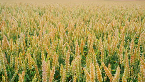 el campo de trigo dorado