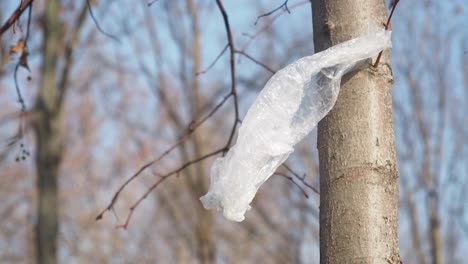 plastic bag on tree