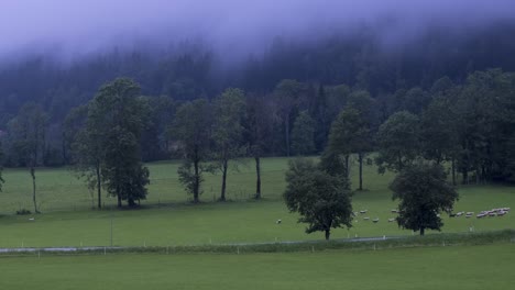 alpine pasture in fog and rain, timelapse of clouds above mountains and meadows with trees in front