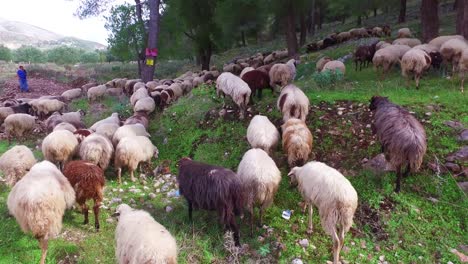 albanian shepherd leads his sheep across a paved highway 2