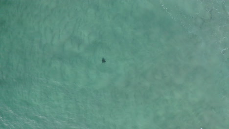 Disparo-De-Dron-De-4k-De-Una-Tortuga-Marina-Solitaria-En-El-Agua-Turquesa-Del-Océano