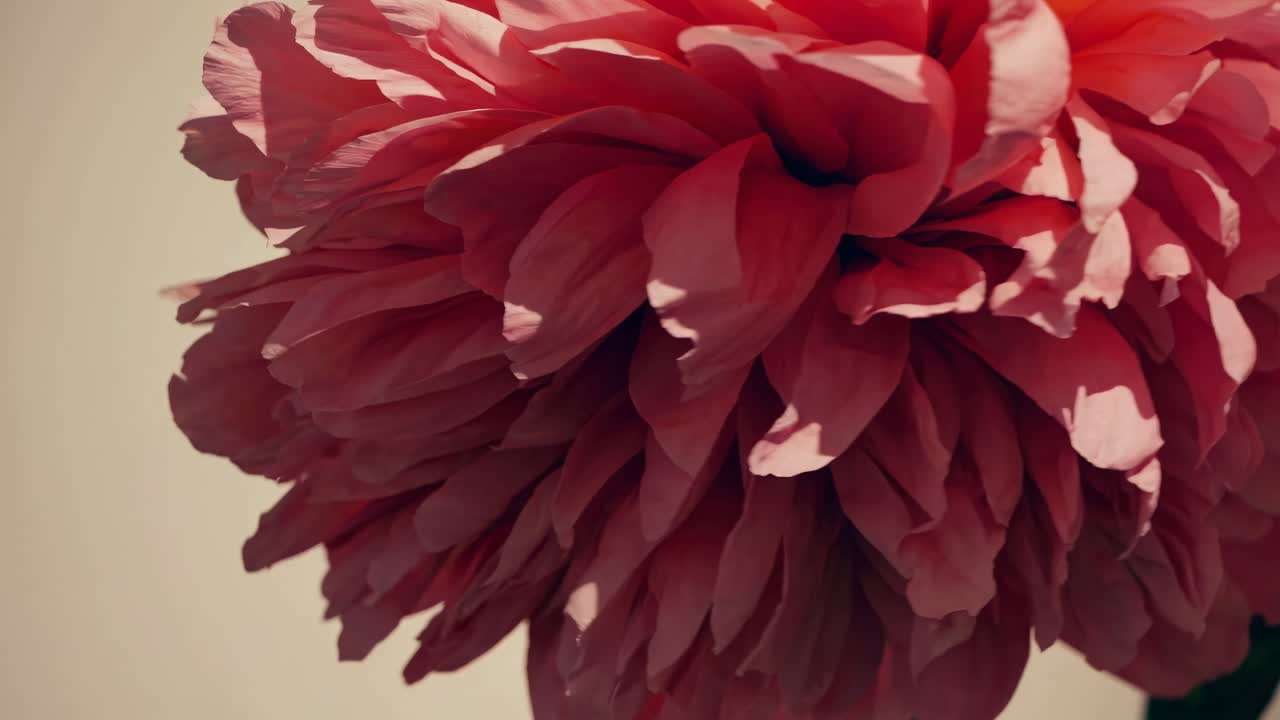 A vibrant video showcasing the delicate textures of a blooming flower, emphasizing its rich red hues