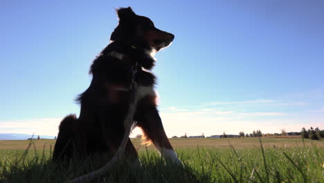 dog sitting in field during golden hour in montana 4k