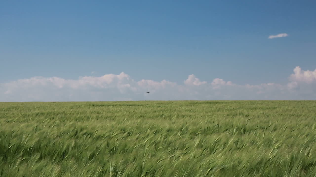Wheat Grows On The Field. Idyllic green wheat field in spring