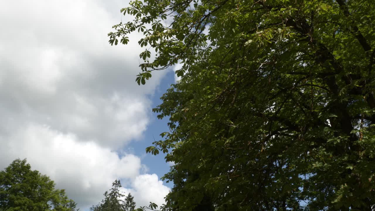 A Serene Summer Day With Gentle Wind, Tranquil Trees and Billowing Clouds