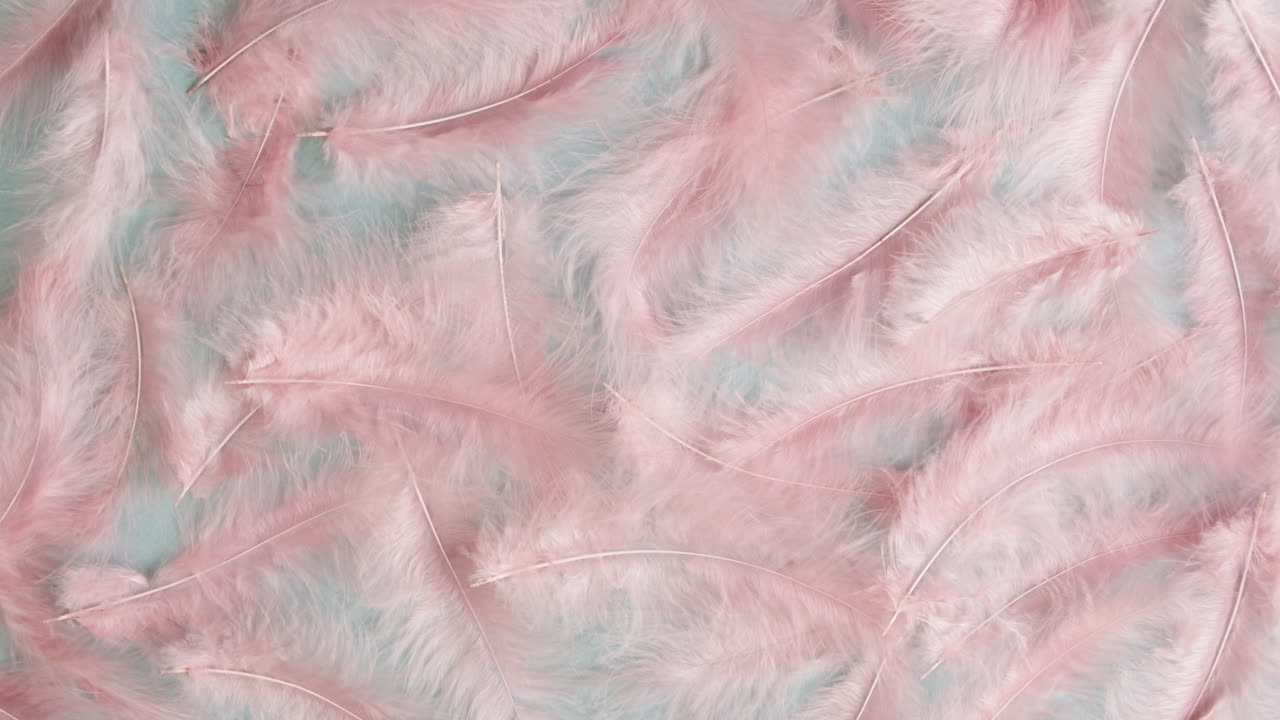 Pink Feathers Pattern