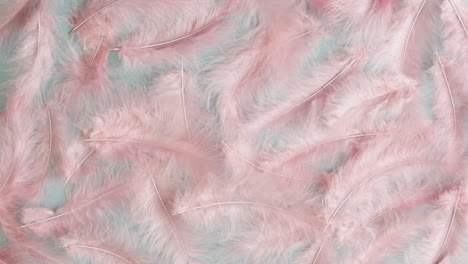 pink feathers pattern