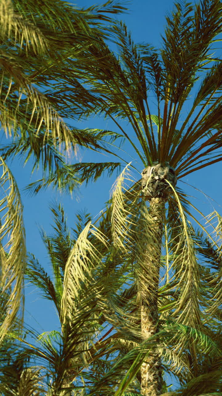 Palme alte ondeggiano dolcemente sotto un cielo blu in un paradiso tropicale