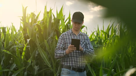 Plan-Intermedio:-Un-Granjero-Con-Una-Tableta-Se-Acerca-A-La-Cámara-Mirando-Las-Plantas-En-Un-Campo-De-Maíz-Y-Presiona-Los-Dedos-En-La-Pantalla-De-La-Computadora.-Concepto-De-Agricultura-Moderna-Sin-Uso-De-Transgénicos.