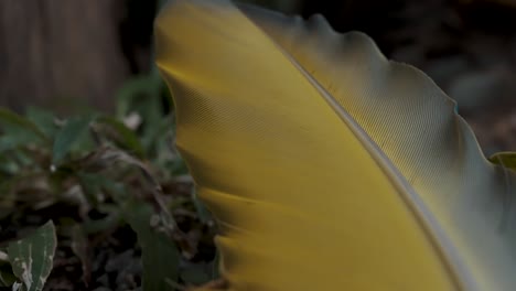 hermoso primer plano de gran guacamayo verde pluma amarilla