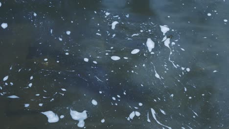 chinook salmon swimming in water spawning in fall