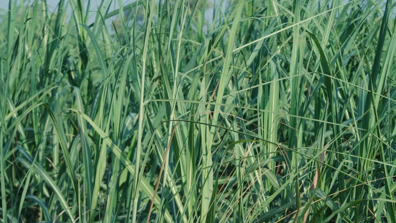 Lush green sugarcane field in Punjab Pakistan highlighting the region's agricultural landscape and crop cultivation