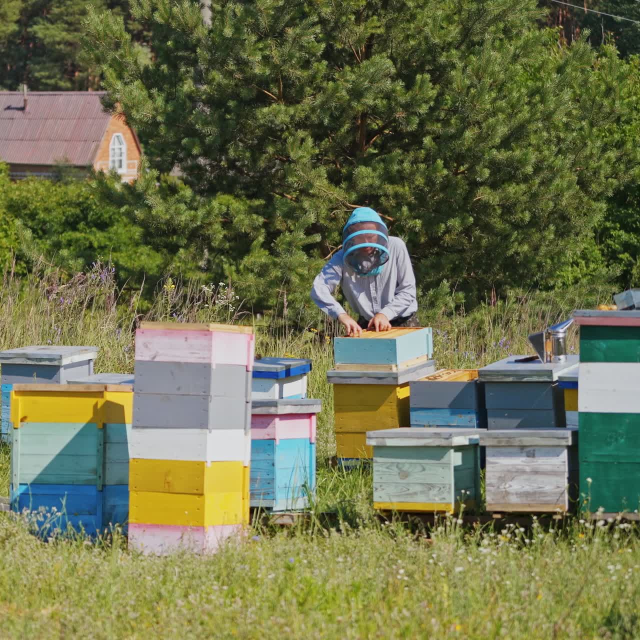 Apiary in the village. Apiculturist in protective hat working in the bee-garden on green trees background. Many wooden hives stand on grass.