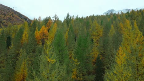 Saastal-Saas-Fee-Switzerland-aerial-drone-Larch-forest-leaves-falling-to-ground-beautiful-Fall-Autumn-Swiss-Alps-mountain-peaks-glacier-valley-Zermatt-The-Matterhorn-upward-motion