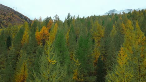 saastal saas fee switzerland aerial drone larch forest leaves falling to ground beautiful fall autumn swiss alps mountain peaks glacier valley zermatt the matterhorn upward motion