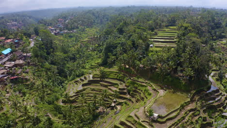 reenvío de drones para capturar la terraza de arroz tegalalang en ubud, la ciudad principal de bali, indonesia, isla tropical y destino turístico número uno con mucha atracción y naturaleza exótica filmada en 6k