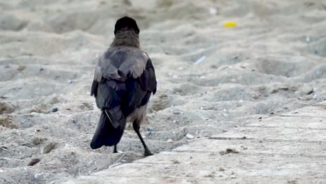 pájaro caminando en la playa sucia, primer plano