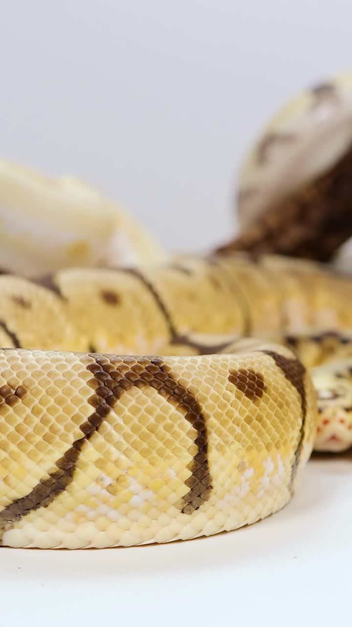 Un serpente del grano si muove con grazia in un ambiente studio ben illuminato, mettendo in risalto i suoi motivi distintivi e le squame lisce.