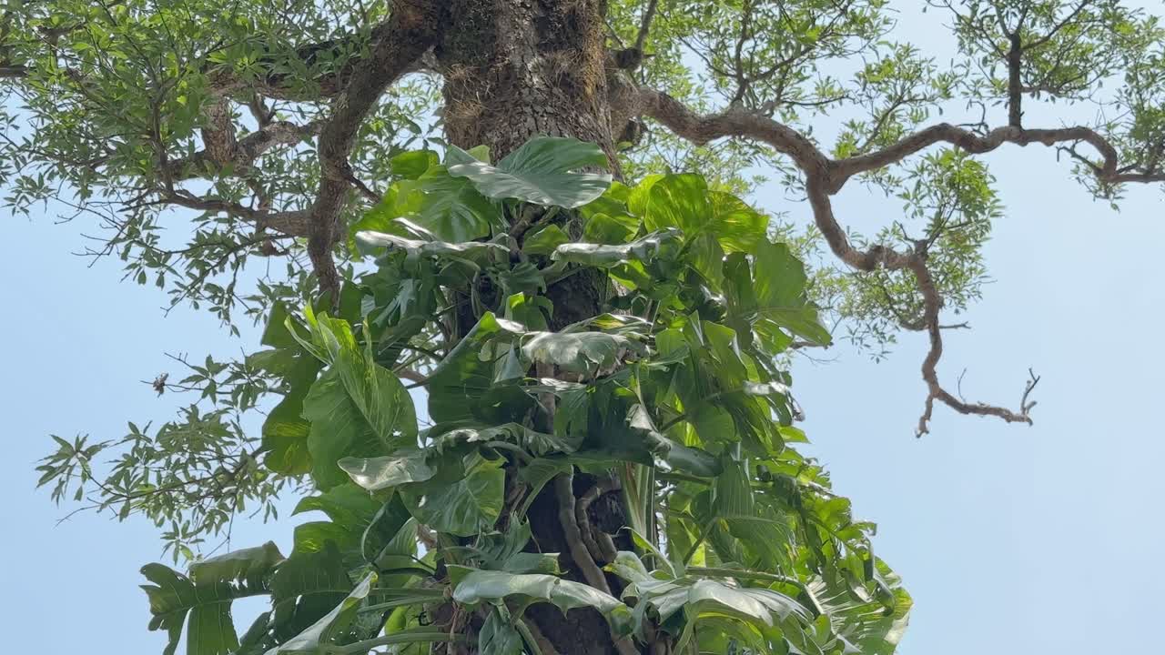 static shot of camera looking up on a tall tree