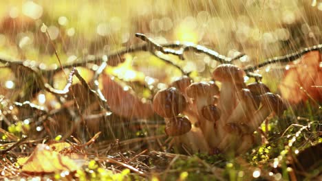 armillaria mushrooms of honey agaric in a sunny forest in the rain.