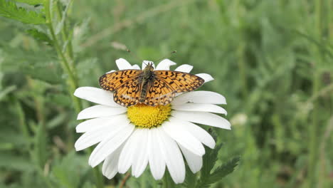 butterfly on a daisy