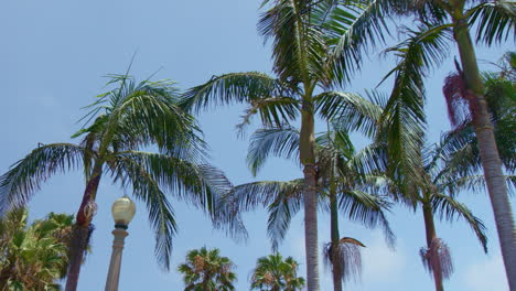 Cámara-Lenta-Mirando-Hacia-Arriba-A-Las-Palmeras-Balanceándose-Suavemente-En-Un-Día-Soleado-En-El-Barrio-Del-Sur-De-California