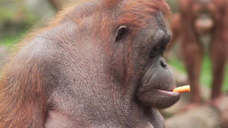 Nahaufnahme-Des-Vom-Aussterben-Bedrohten-Sumatra-Orang-Utan-Beim-Essen