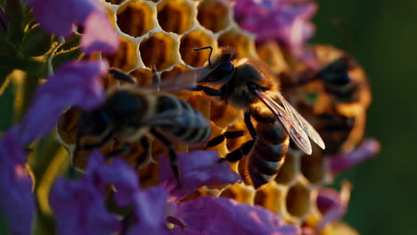 honeybees on honeycomb with purple flowers