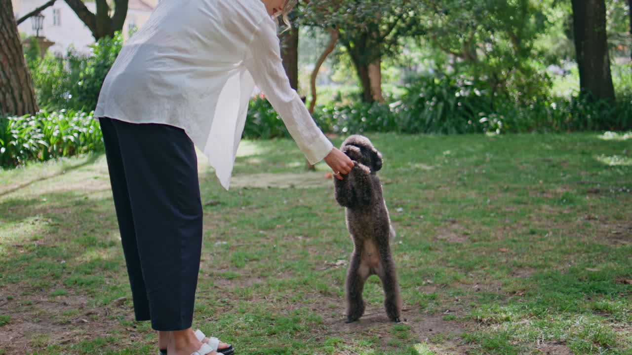 Happy brunette training dog in green park. Energetic black poodle jumping