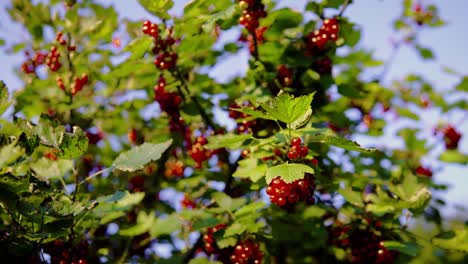 Ripe-tasty-red-currant-growing-on-plant-in-grandmas-garden