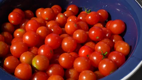 primer plano de tomates cereza cultivados en casa después de un lavado
