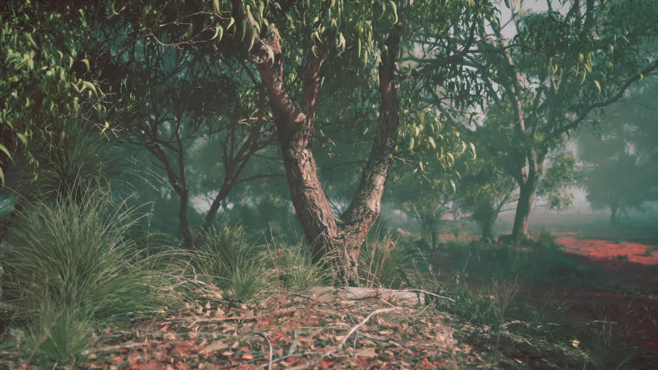 туманный эвкалиптовый лес