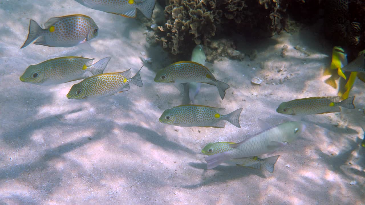 video submarino de pez conejo dorado o escuela de siganus guttatus en el arrecife de coral de tailandia. actividades de buceo o buceo. arrecife submarino. vida silvestre profunda del mar y el océano. naturaleza submarina.