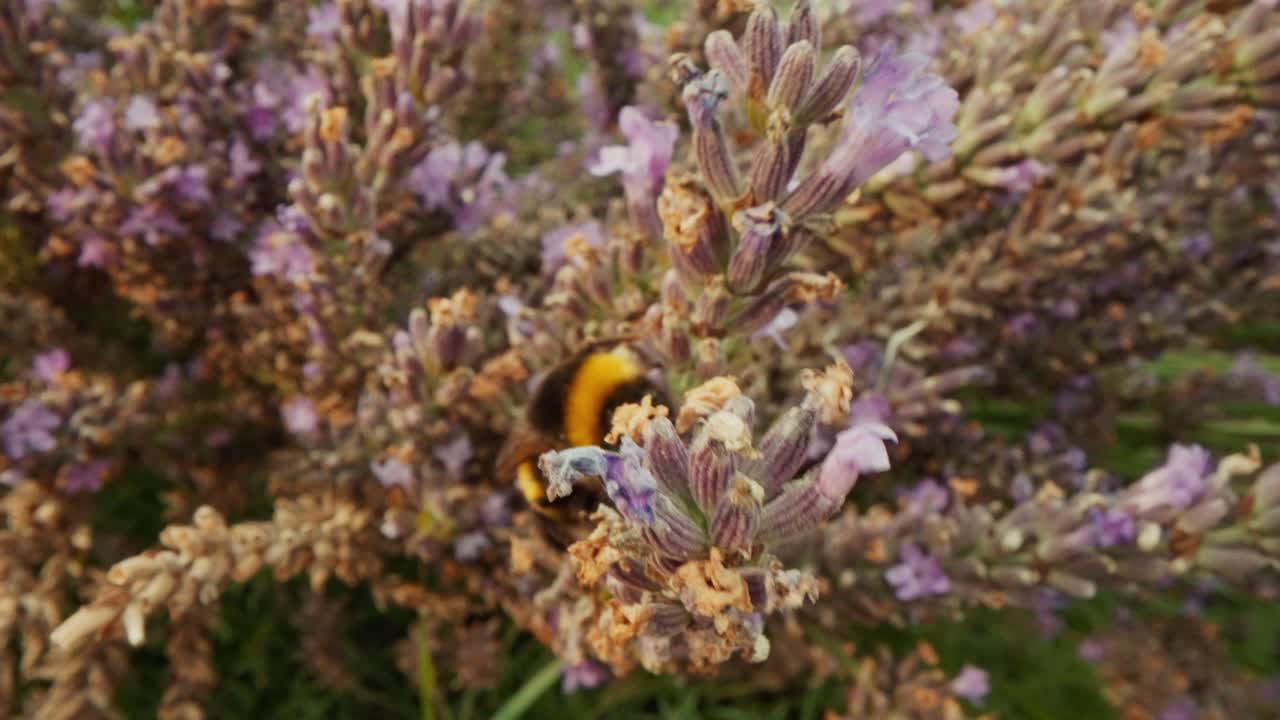 Primer plano macro de un abejorro recogiendo néctar en flores de lavanda florecientes. Escena de fauna natural con poca profundidad de campo, un ligero desenfoque de movimiento y un ambiente vibrante de jardín veraniego.